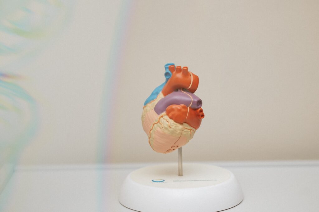 A colorful anatomical model of a human heart is displayed on a white stand against a neutral background.